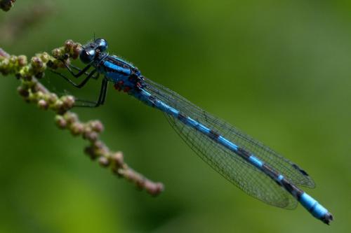 Enallagma cyathigerum